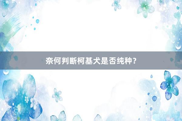 奈何判断柯基犬是否纯种？